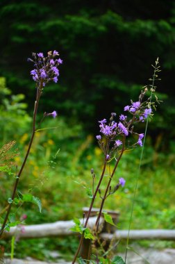 Ormanda güzel çiçekler