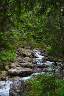 Ormandaki ağaçlarla dolu bir derenin dikey görüntüsü.