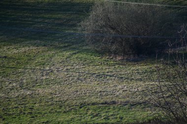 İki sülün kuru çimlerde savaşıyor, doğal bir ortamda yakalanıyorlar. Görüntü dinamik hareketi, vahşi yaşam davranışlarını ve kırsal kesimdeki kuşlar arasındaki etkileşimin yoğunluğunu vurguluyor..