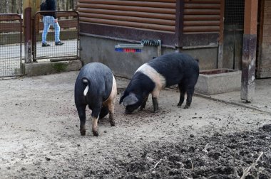 Kırsaldaki çiftlikte yerde siyah beyaz domuzlar.