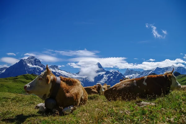 Krávy na alpské louce s hory ve sněhu v pozadí. J Royalty Free Stock Fotografie