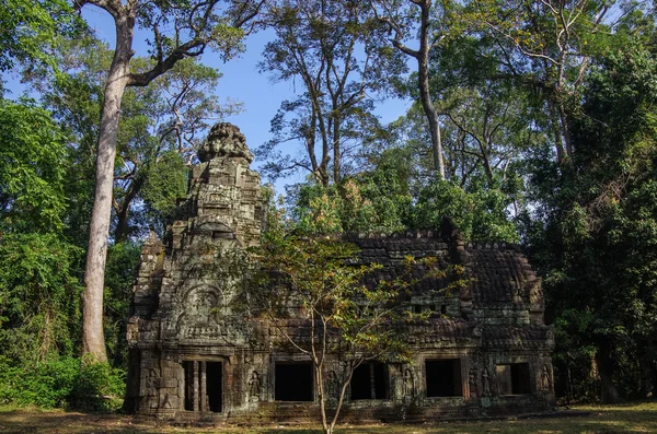 Vasıl Angkor alan tapınak kalıntıları ile büyüyen Ağaç kökleri, — Stok fotoğraf