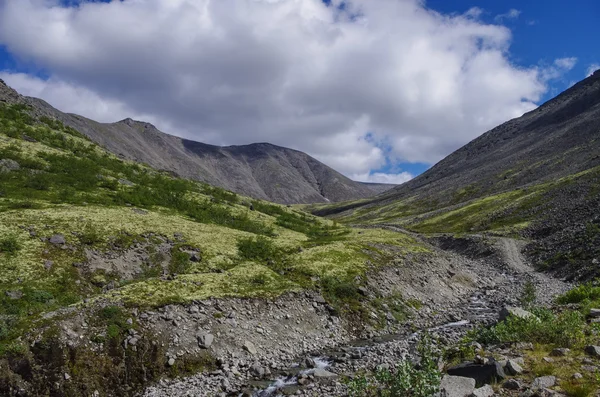 コケと地衣類、コラ半島、ロシアの北極圏の上の Hibiny 山で覆われている岩山ツンドラ — ストック写真