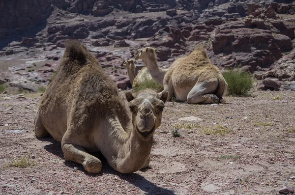 Camel on the hill. Ancient city Petra, Jordan — Stock Photo, Image