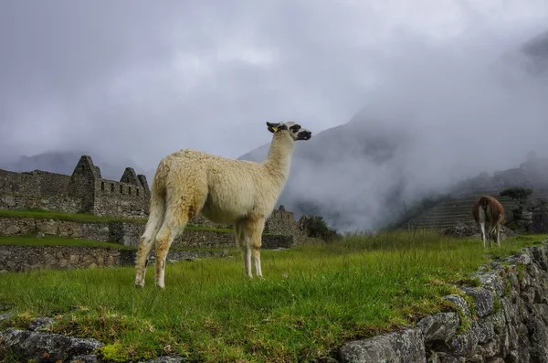 Alpaca (lama) en Machu Picchu, Perú, Patrimonio de la Humanidad UNESCO Si — Foto de Stock
