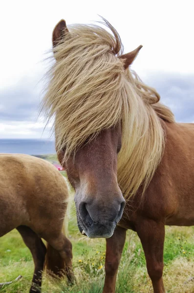 Kuc islandzki z bliska długa grzywa. Islandia — Zdjęcie stockowe