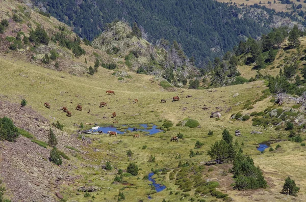 Caballos pastan en prado en valle de montaña en Pirineos cerca de Coma —  Fotos de Stock