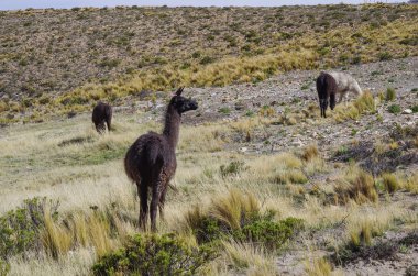 Arequipa yakınlarındaki Andes dağları platea Alpaka, Peru