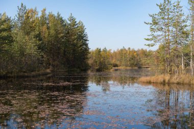 Sestroretsk bölgesi bataklık rezervi. Saint-Petersburg 'da. Rusya