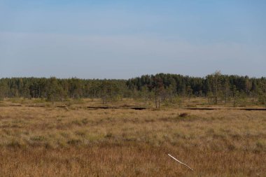Sestroretsk bölgesi bataklık rezervi. Saint-Petersburg 'da. Rusya