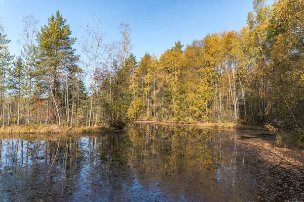 Territorio Sestroretsk Riserva Palude San Pietroburgo Russia — Foto Stock