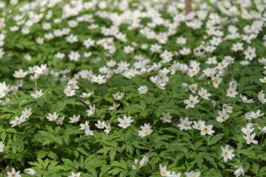Bahar ormanı ve güzel, beyaz şakayıklar. Anemone nemorosa. Leningrad bölgesi. Rusya