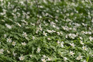 Bahar ormanı ve güzel, beyaz şakayıklar. Anemone nemorosa