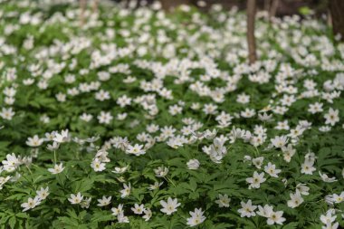 Bahar ormanı ve güzel, beyaz şakayıklar. Anemone nemorosa