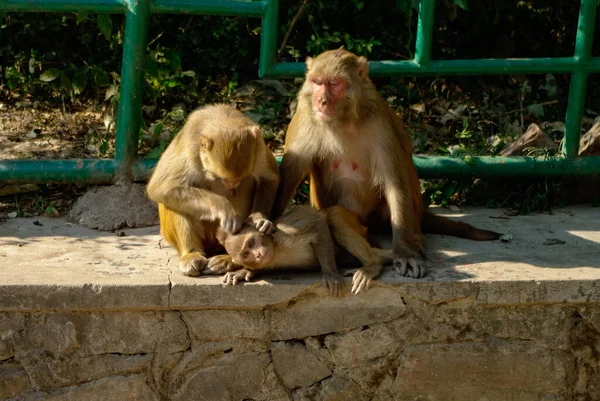 Rhesus Macaque Macaca Mulatta Monkeys Lousing Each Other While Sitting — Stock Photo, Image