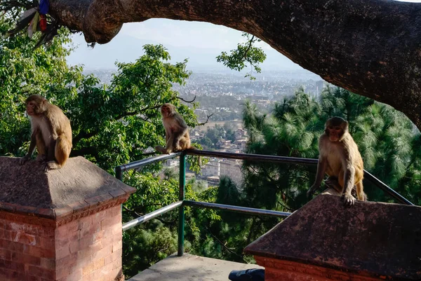 Rhesusaffen Macaca Mulatta Sitzen Auf Stein Swayambhunath Affentempel Kathmandu Nepal — Stockfoto