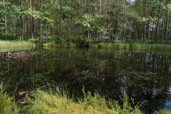 俄罗斯Lleningrad地区Vyaryamyanselkya Ridge Karelian Isthmus长满草和百合花的小森林湖 — 图库照片