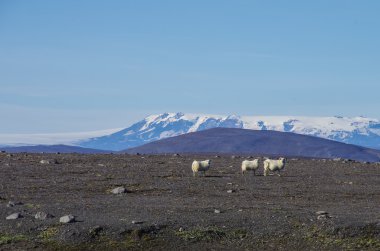 buzul Vatnajeakull arka plan, İzlanda yaylalarında koyun sürüsü
