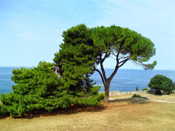 Соснові дерева біля моря — стокове фото