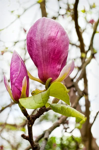 Rosa magnolia blommor på naturliga bakgrund — Stockfoto