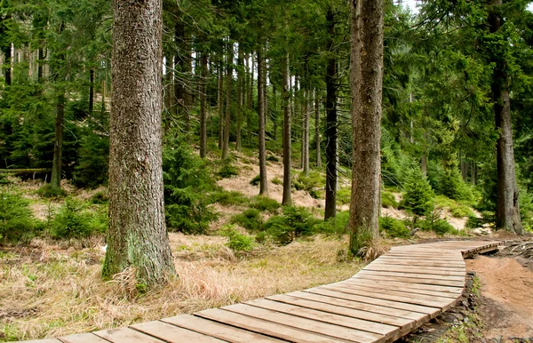 Ormanda Tahta Yol