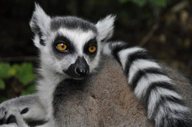 Ring-Tailed lemur, Madagaskar kedi