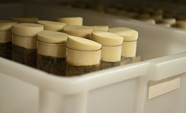 Drosophila şişeleri uçar
