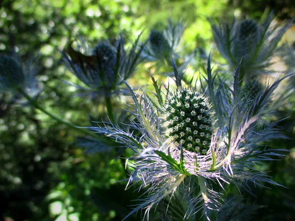 一朵带刺的花 — 图库照片