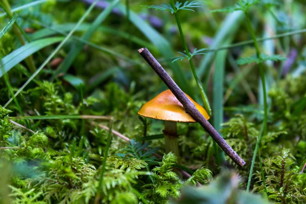 Lesní houby s větví na klobouk — Stock fotografie