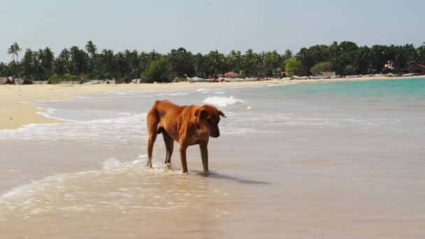 砂浜の犬は所有者を待っている — ストック動画