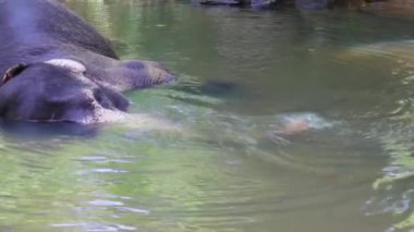 Fil nehirde yatar ve hortumuyla su bırakır.