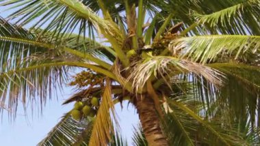 Güneşli bir günde mavi gökyüzüne karşı rüzgardan süzülen meyve ve yapraklarla hindistan cevizi ağacının alt görüntüsü