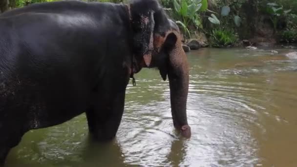 Elephant Stands River Plays Its Trunk — Stock Video