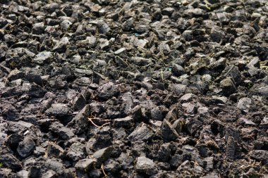 toprak bitki için. toprak