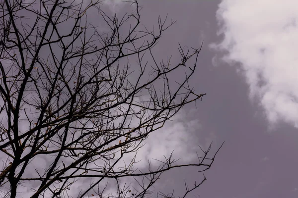 灰色の空を背景にシルエットの木の黒と白の風景 — ストック写真