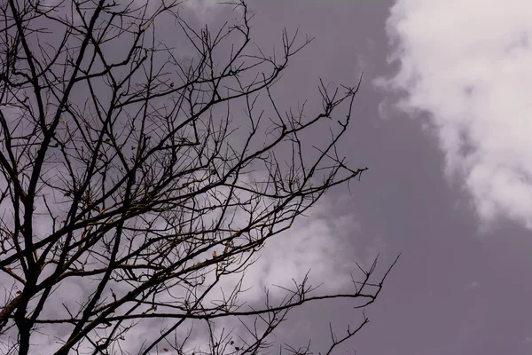 Paisagem preta e branca de árvores silhuetas contra um céu cinzento — Fotografia de Stock