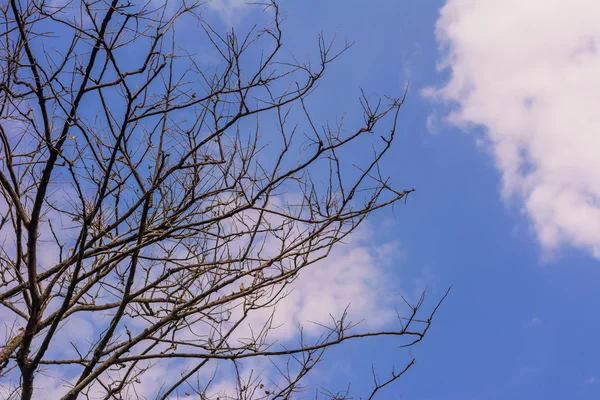 Ramos de árvore contra céu azul claro — Fotografia de Stock