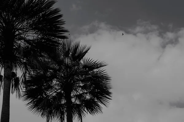 Paisagem preta e branca de árvores silhuetas contra um céu cinzento — Fotografia de Stock