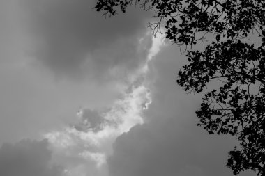 Siyah beyaz manzara karşı gri bir gökyüzü kontrast ağaçlarının