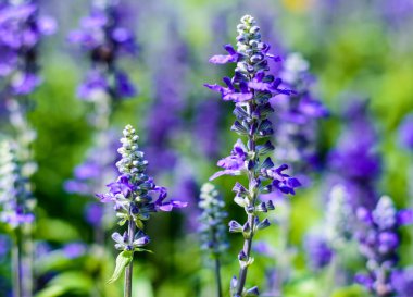 Lavanta çiçekleri. Taze güzel