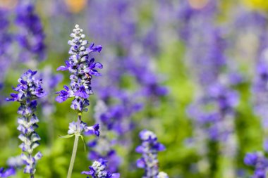 Lavanta çiçekleri. Taze güzel