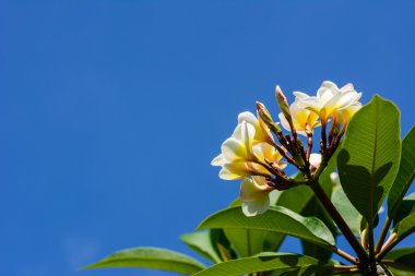 Frangipani çiçekler. Taze güzel