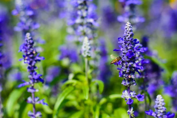 Flores de lavanda. Fresco hermoso —  Fotos de Stock