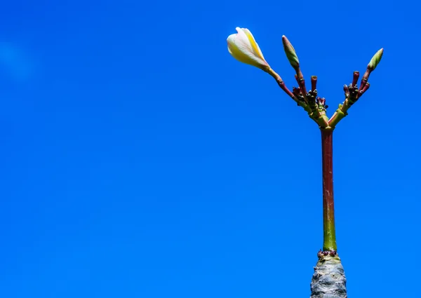 Frangipani çiçekler. Taze güzel