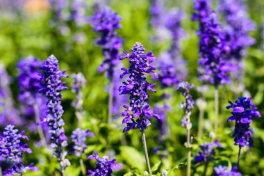 Lavanta çiçekleri. güzel taze