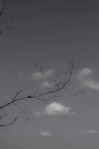 Paisagem preta e branca de árvores silhuetas contra um céu cinzento — Fotografia de Stock