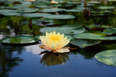 Lotus çiçeği ve lotus çiçek bitki