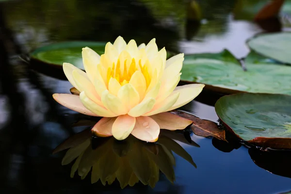 Lotus çiçeği ve lotus çiçek bitki