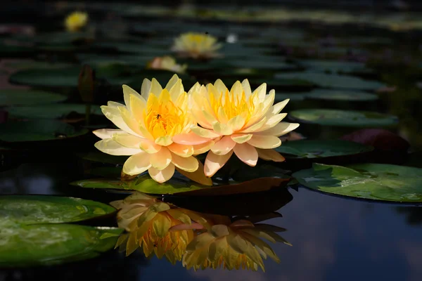 Lotus çiçeği ve lotus çiçek bitki