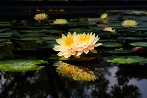 Lotus çiçeği ve lotus çiçek bitki